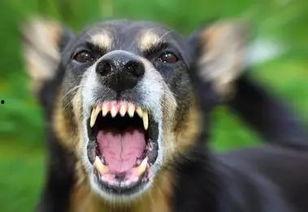 狗咬人的视频,街头恶犬咬人事件全程回顾