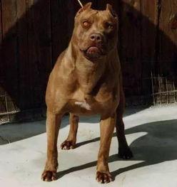 狗咬人的视频,街头恶犬咬人事件全程回顾