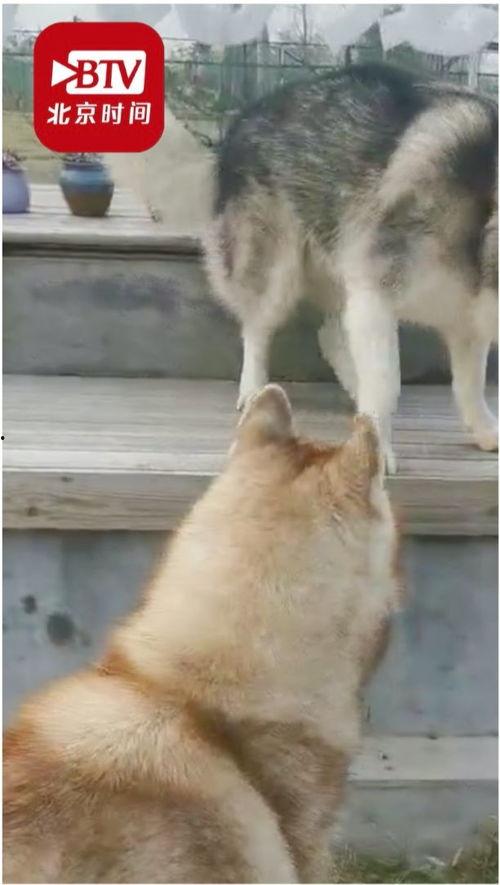 狗叫的视频,狗狗欢快叫声背后的温馨瞬间