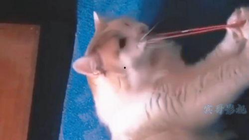 全世界最搞笑的视频