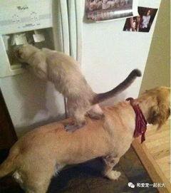 狗狗猫猫搞笑视频,狗狗猫猫搞笑视频大盘点