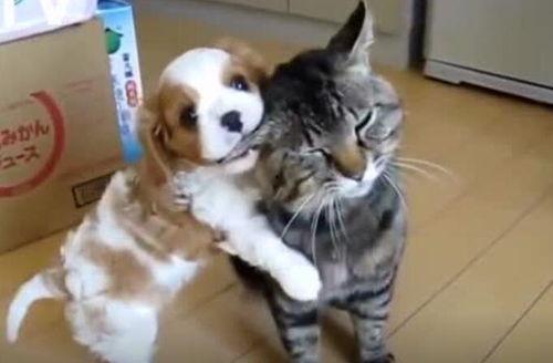 狗狗猫猫搞笑视频,狗狗猫猫搞笑视频大盘点