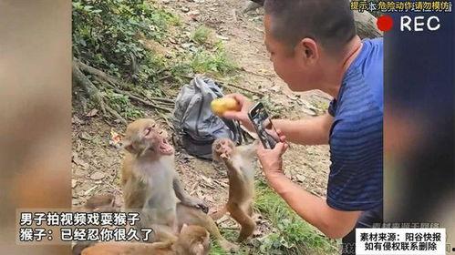 耍猴视频