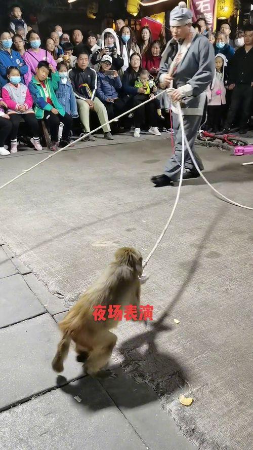 耍猴视频