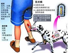 狂犬病发病视频,揭秘病毒侵袭下的生死较量