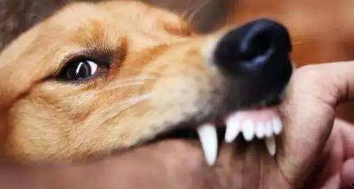 狂犬病发病视频,揭秘病毒侵袭下的生死较量