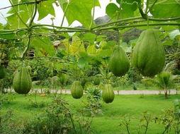 拂手瓜种植今日新鲜事,今日新鲜事盘点