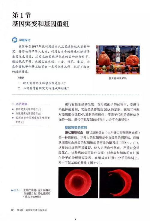 生物必修二视频,生命奥秘探索之旅