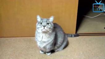 猫视频搞笑,猫咪视频里的欢乐瞬间