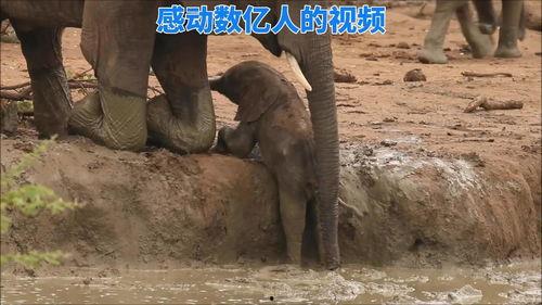 小象视频,探索短视频新潮流的视觉盛宴