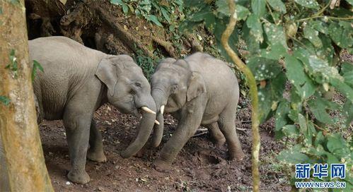 小象视频,探索短视频新潮流的视觉盛宴