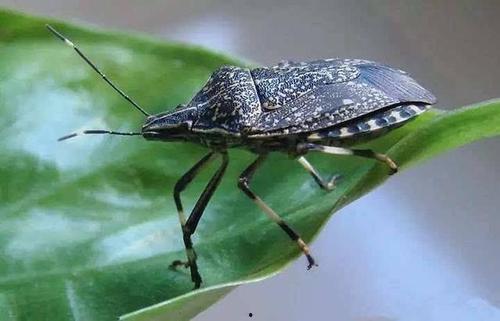瓜黑蝽 怎么吃,解锁独特昆虫食材的烹饪艺术