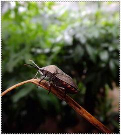 瓜黑蝽 怎么吃,解锁独特昆虫食材的烹饪艺术