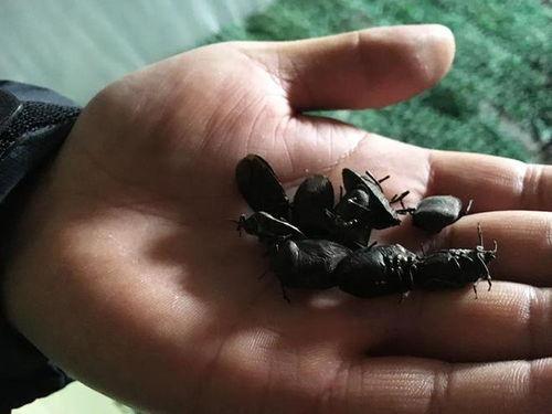 瓜黑蝽 怎么吃,解锁独特昆虫食材的烹饪艺术