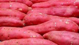 吃一地瓜叶会拉黑便吗,可能导致黑便现象揭秘