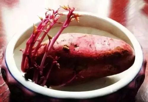 吃一地瓜叶会拉黑便吗,可能导致黑便现象揭秘