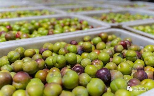 麒麟瓜带黑籽吗怎么吃,解锁美味新方式