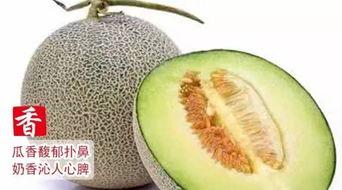 网纹哈密瓜今日特卖,尽享夏日甜蜜优惠！