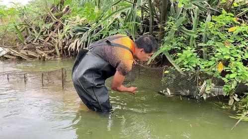 农村捉鱼视频,捕捉自然之美