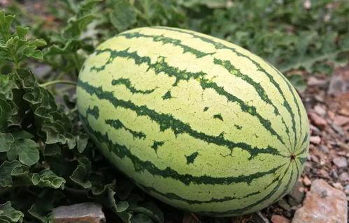 今日商丘310市场硒砂瓜行情,硒砂瓜热销，价格稳中有升