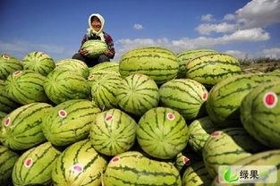 今日商丘310市场硒砂瓜行情,硒砂瓜热销，价格稳中有升