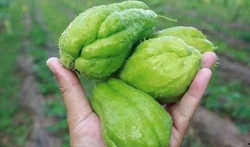 吃瓜会黑便么,吃瓜引发黑便？揭秘瓜果摄入与消化健康之谜