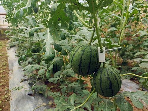 韩寺今日吊瓜价格行情表,丰硕丰收，价格稳中有升