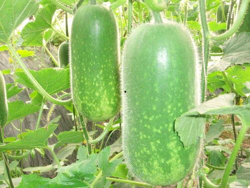 今日必吃大瓜最火的一句,揭秘娱乐圈最新热点事件