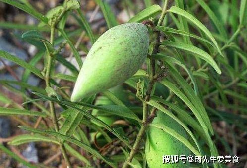 黑梢瓜怎么吃最有营养,黑梢瓜营养满分食用指南