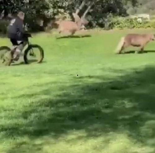 马和驴视频,一场跨物种的和谐互动