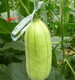 高石脆瓜今日价格走势