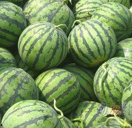 高石脆瓜今日价格走势