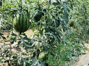 吃瓜爆料北京,吃瓜爆料背后的真相与内幕”