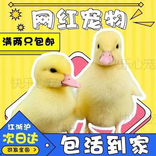 小鸭子视频,萌趣瞬间大盘点