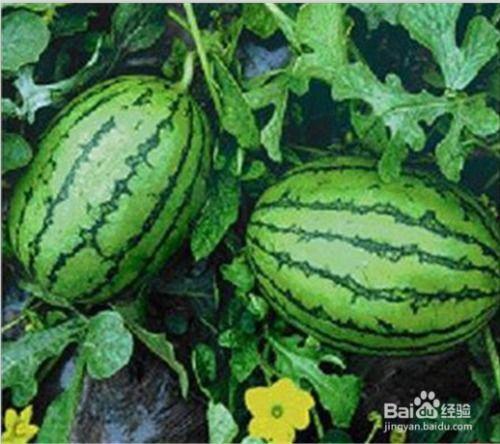 金乡吃瓜网51爆料金乡,揭秘金乡热点事件背后的真相！