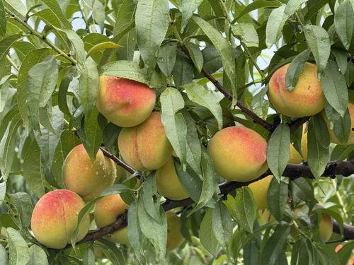 黄桃视频,探寻甜蜜背后的故事