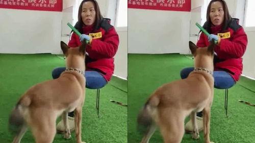 狗狗训练视频,轻松掌握高效训练技巧