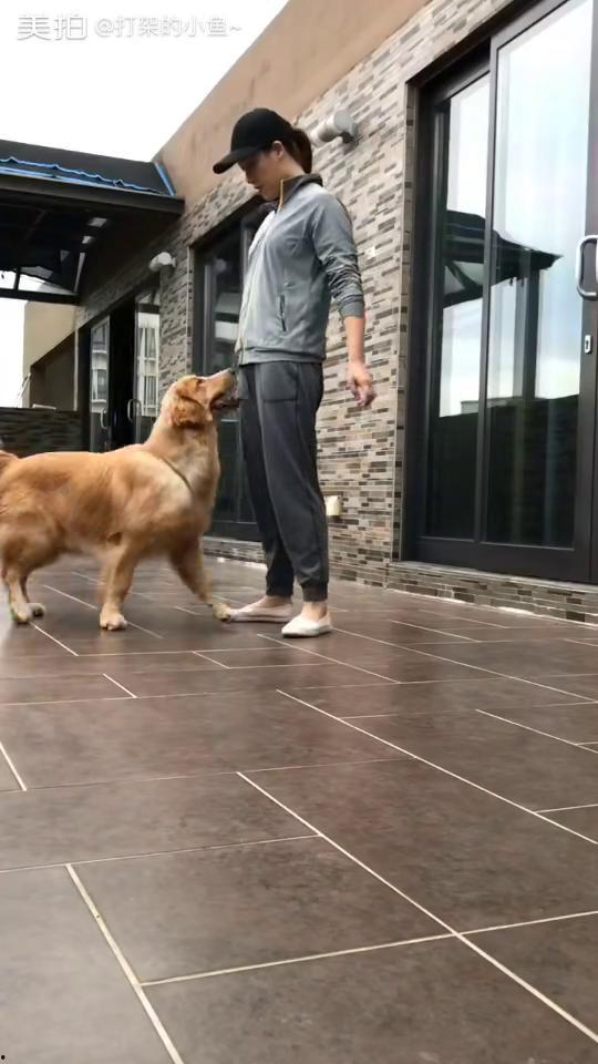 狗狗训练视频,轻松掌握高效训练技巧