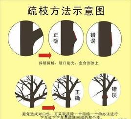 桃树夏季修剪技术视频,视频教程精华概述