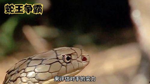 蛇视频动物世界