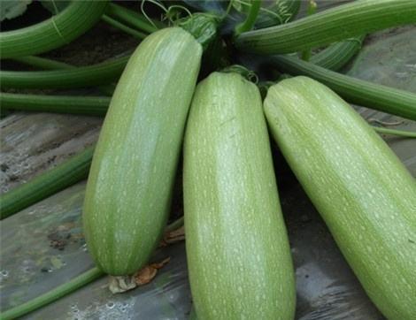 痛风可以吃黑瓜吗,黑瓜的适宜食用指南