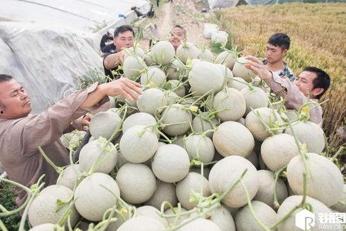 莘县网纹瓜今日价格,价格行情一览”