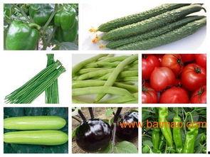 莘县网纹瓜今日价格,价格行情一览”