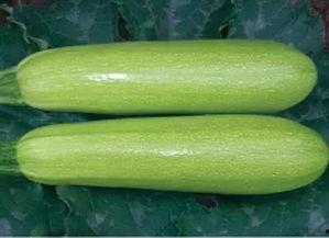 莘县网纹瓜今日价格,价格行情一览”