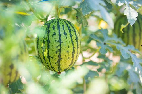 今日吃瓜最新吃瓜图片