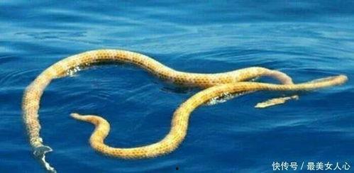 海蛇视频,海蛇的神秘世界