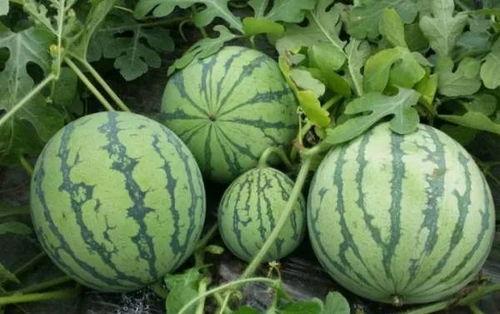 黑料吃瓜中心今日吃瓜武汉万科,黑料吃瓜中心今日聚焦热点事件