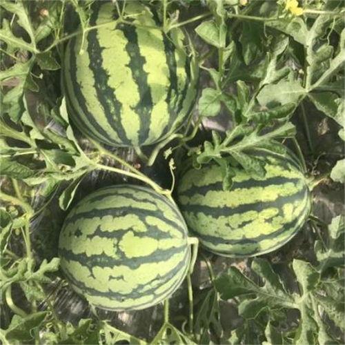 麒麟瓜没有黑籽可以吃吗,麒麟瓜的食用奥秘解析